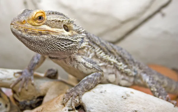 Pogona Vitticeps Gyík Állat — Stock Fotó