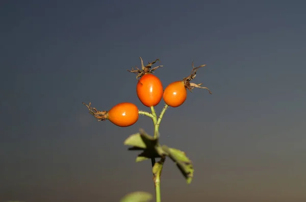 Троянда Хіп Хоп Червоні Ягоди — стокове фото