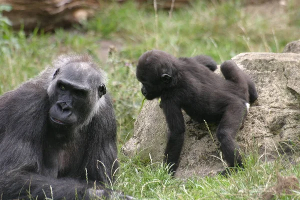 Primate Animal Gorille Singe Singe — Photo