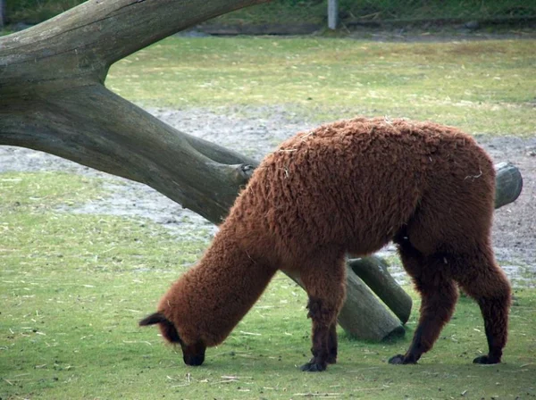 Verschiedene Tiere Selektiver Fokus — Stockfoto