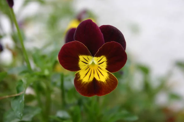 美しいパンジーの花 庭の花の植物 — ストック写真