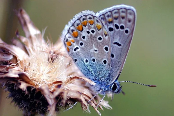 ぼやけた背景の上に青い鳥を閉じ込め — ストック写真