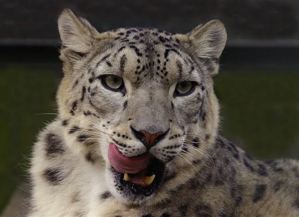 Leopardo Predatore Grande Gatto — Foto Stock