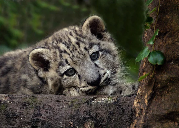 Young Animals Selective Focus — Stock Photo, Image