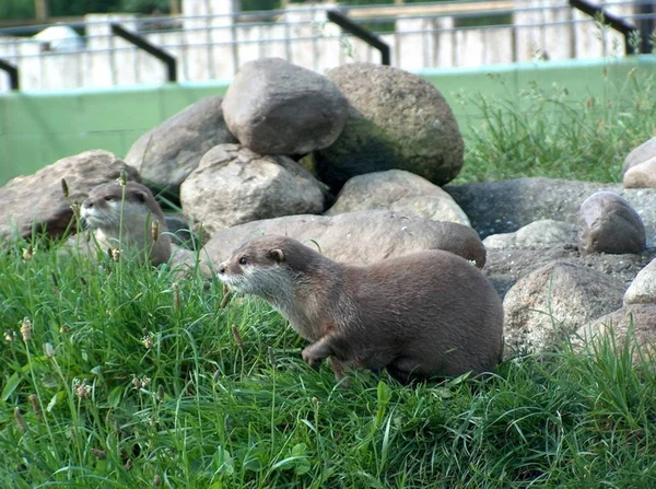 Animales Diferentes Enfoque Selectivo — Foto de Stock