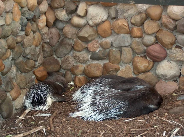 Groupe Animaux Sauvages Dans Zoo — Photo