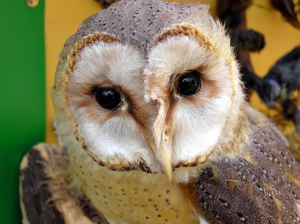 Owls Especializa Violadores Principalmente Presa Nocturna Práctica Técnica Caza Búhos — Foto de Stock