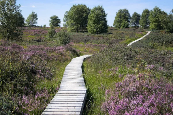 Taken Monschau High Fens Late Summer Heather Flowers Otherwise Dreary — Fotografia de Stock