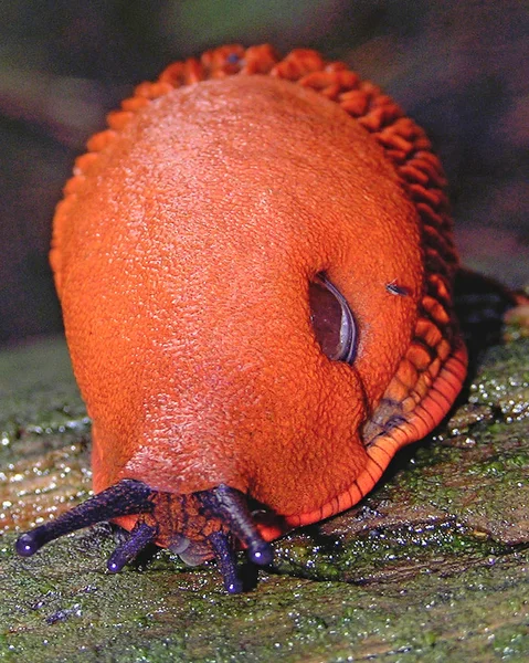 Die Große Nacktschnecke Arion Ater Ist Eine Bis Lange Nacktschnecke — Stockfoto