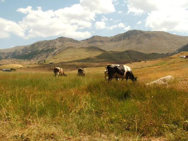 Cows Natural Landscape Selective Focus — Stock Photo, Image