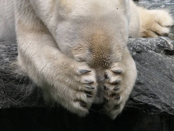 動物園での動物の閉鎖 — ストック写真