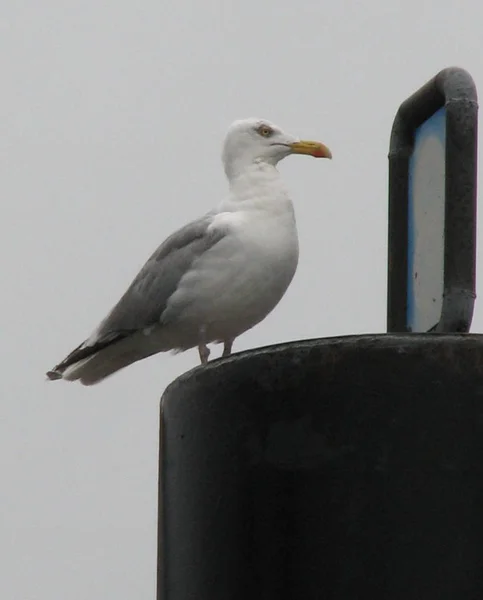 Était Nouveau Port Malgré Pluie Reçu Ordre Avoir Petit Sourire — Photo