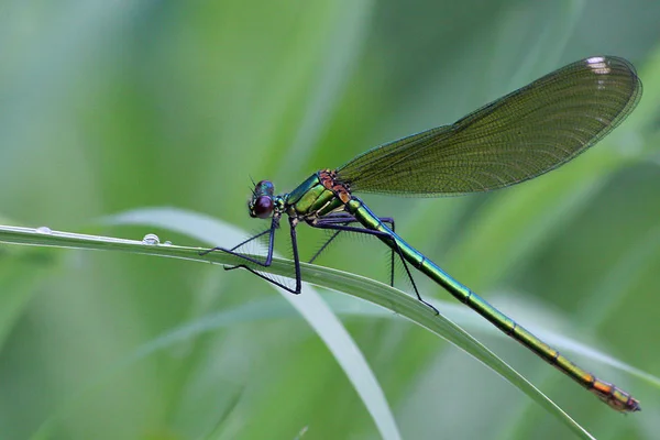 Closeup Macro View Dragonfly Insect — Stock Photo, Image