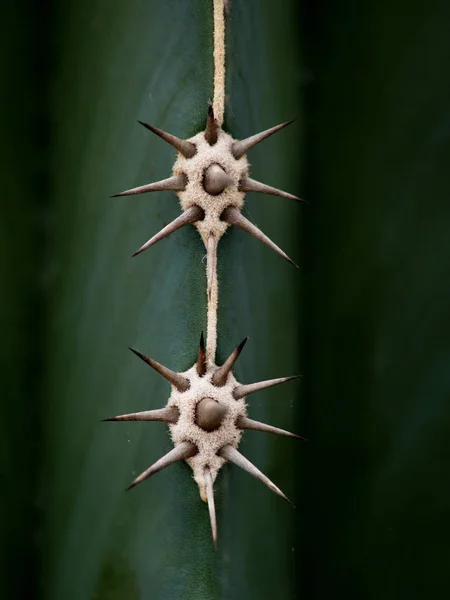 热带植物 仙人掌 植物区系 — 图库照片