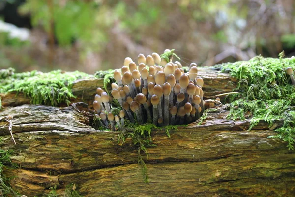 Fungi Dead Wood — Stock Photo, Image