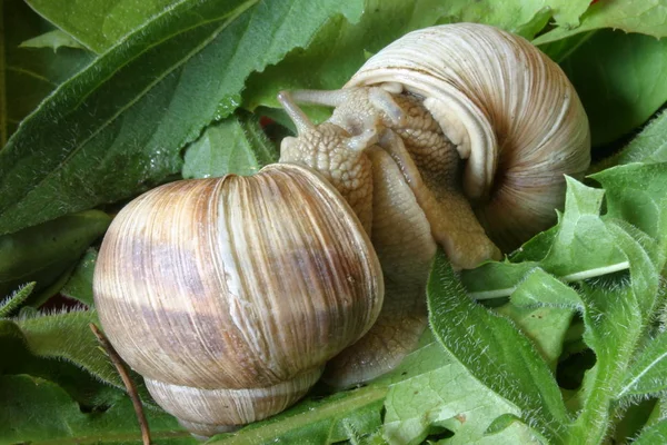 Elica Mollusco Chiocciola Animale Guscio — Foto Stock