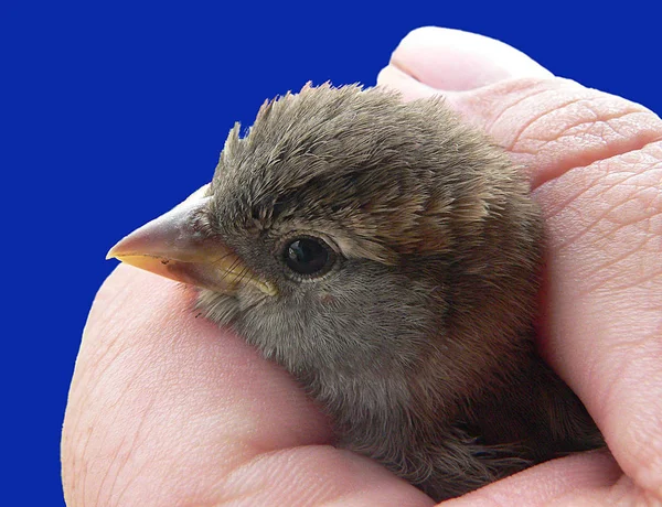 Scenic View Cute Sparrow Bird — Stock Photo, Image