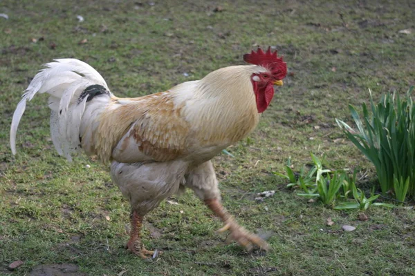 Naturskön Utsikt Över Gåsfågeln Naturen — Stockfoto