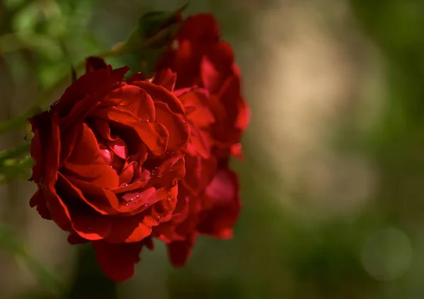 Троянда Мрія Сутінках — стокове фото