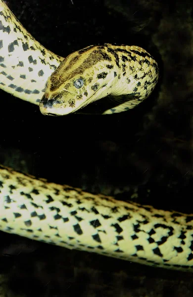 Небезпечна Змія Хижак Рептилій Змія — стокове фото