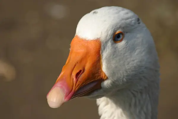 Hausgeflügel Auf Dem Hof — Stockfoto