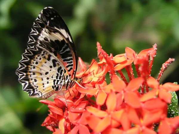 Vue Rapprochée Beau Papillon Coloré — Photo