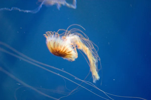 水生水母海水底水母海洋生物 — 图库照片