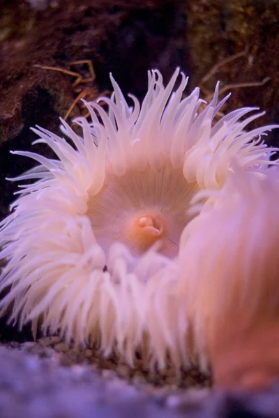 海の生き物の水中写真 — ストック写真