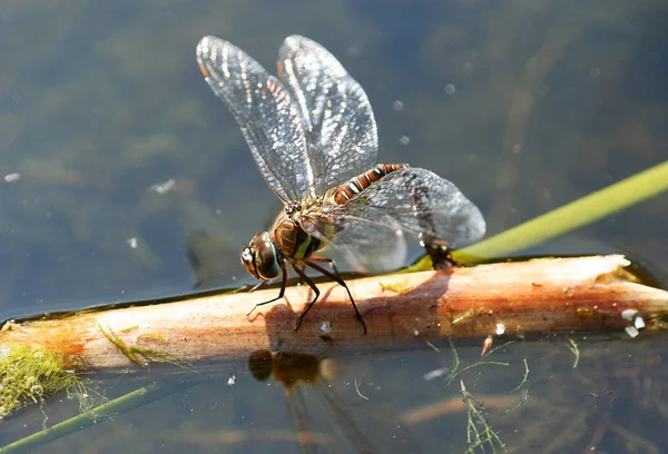 Owad Ważka Odonata Mucha — Zdjęcie stockowe