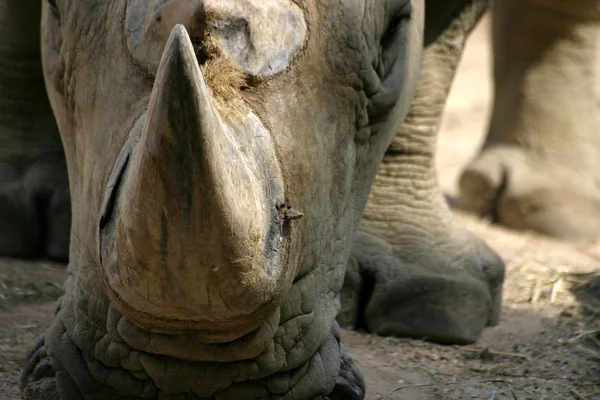 Afrikanisches Tier Nashornwesen Fauna — Stockfoto