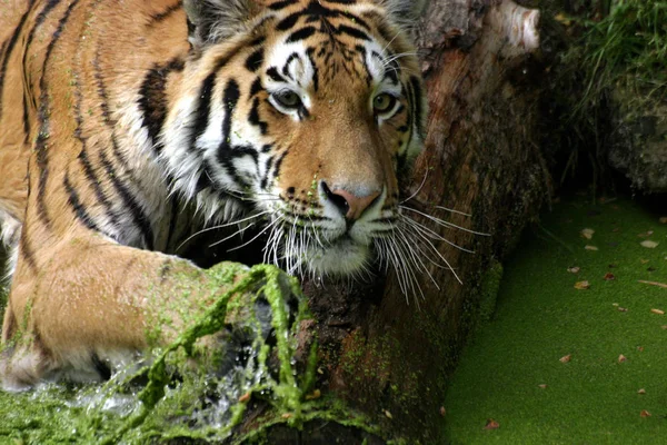 Tigre Listrado Animal Felino Predador — Fotografia de Stock