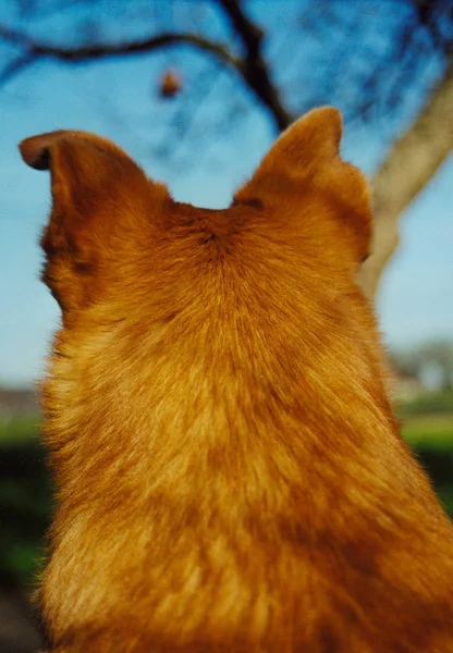 Porträtt Söt Hund — Stockfoto