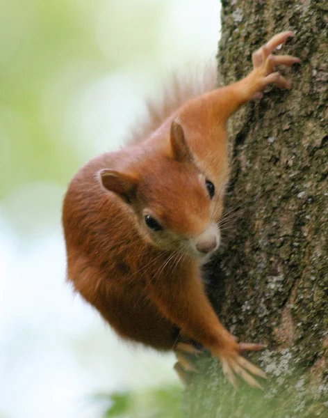 Fluffy Squirrel Animal Rodent — Stock Photo, Image