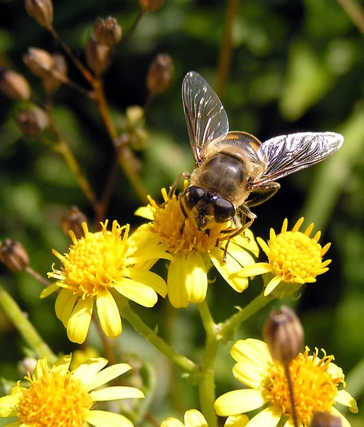 Nécessité Porter Des Lunettes Soleil Avec Protection — Photo