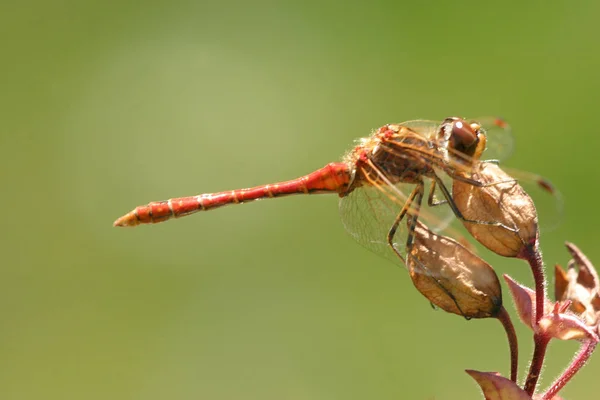 Yusufçuk Böceği Flora Fauna — Stok fotoğraf