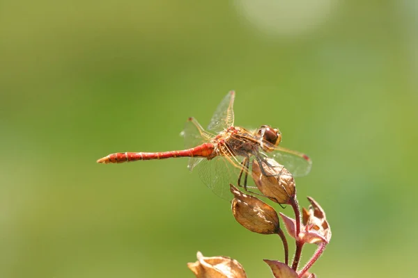 Böcek Yusufçuk Odonata Sinek — Stok fotoğraf