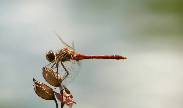 Inseto Libélula Odonata Voar — Fotografia de Stock