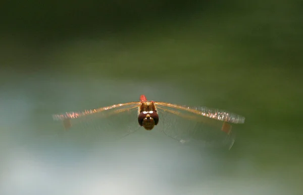 Primo Piano Macro Vista Insetti Libellula — Foto Stock