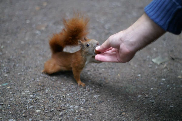 Veveriță Animal Creatură Rozătoare — Fotografie, imagine de stoc