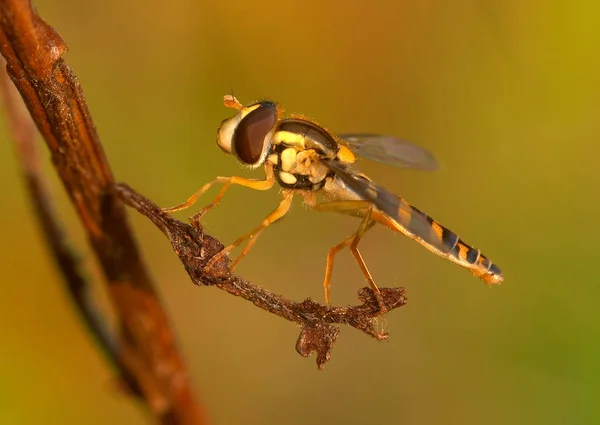 Hover Bajo Luz Cálida Noche —  Fotos de Stock