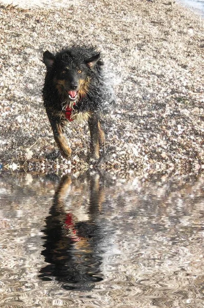 Naturskön Utsikt Över Söt Valp Hund — Stockfoto