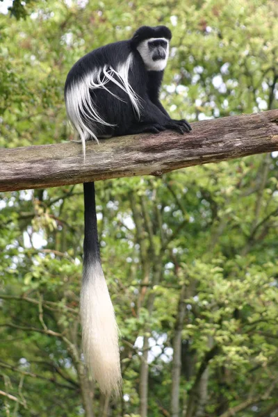 동물원에 동물의 — 스톡 사진