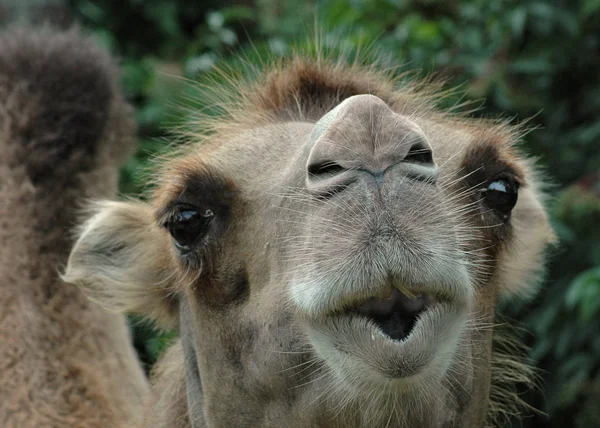 Encerramento Animais Jardim Zoológico — Fotografia de Stock