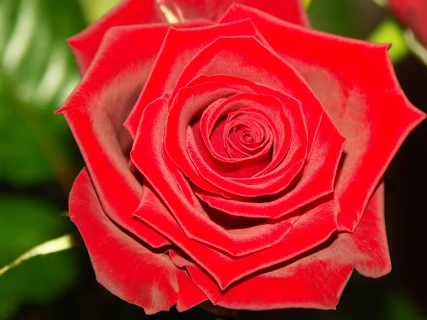 Schöne Blumen Florales Konzept Natur Hintergrund — Stockfoto