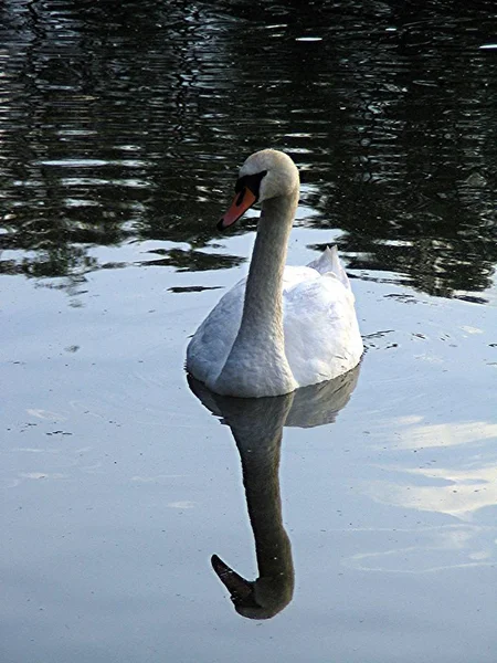 Vista Panorâmica Cisne Majestoso Natureza — Fotografia de Stock