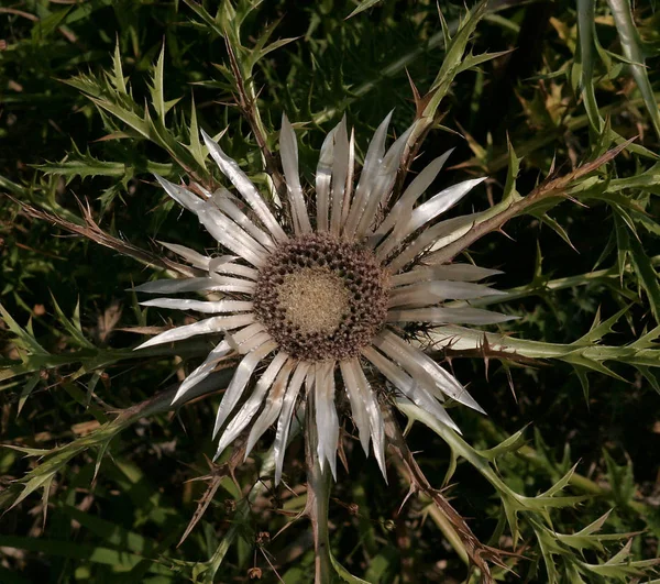 Полевые Цветы Флора Природа Чертополоха — стоковое фото