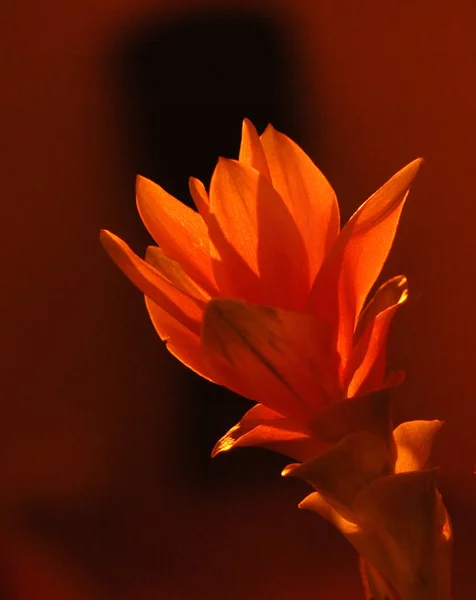 Fleur Curcuma Qui Est Rose Plein Jour Mais Nuit Lumières — Photo