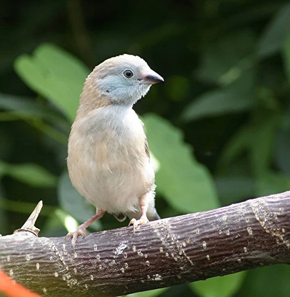 Sinipäinen Cordon Bleu — kuvapankkivalokuva