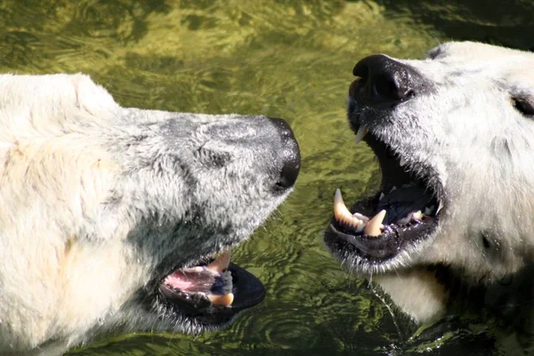 Deux Chiens Dans Parc — Photo