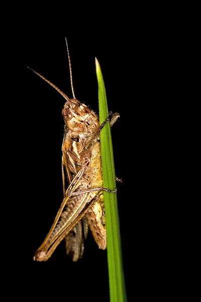 Vue Macro Rapprochée Insecte Sauterelle — Photo